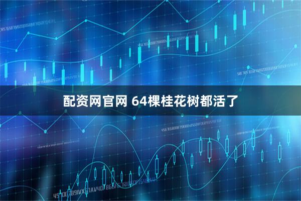 配资网官网 64棵桂花树都活了